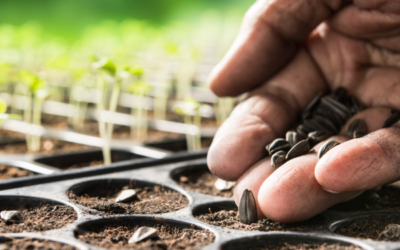 The VNT Seed Library